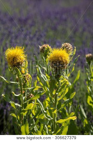 The Flourishing Lavender And Yellow Star-thistle Flowers