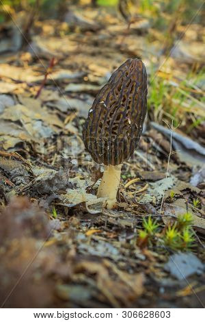 Single Nice And Healthy An Instance Of Morel