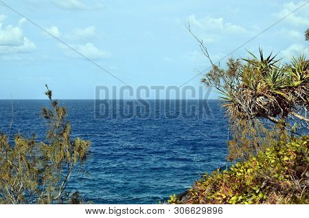 Tropical Plant Pandanus Tectorius At Noosa National Park