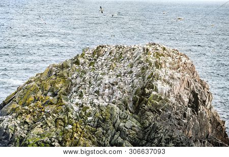 Gannets On Rock In Saltee Islands