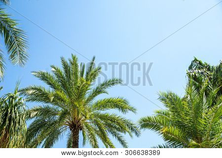 Palm Tree And Blue Sky Background Concept - Beautiful Palm Tree Leave With Blue Sky And Copy Space, 