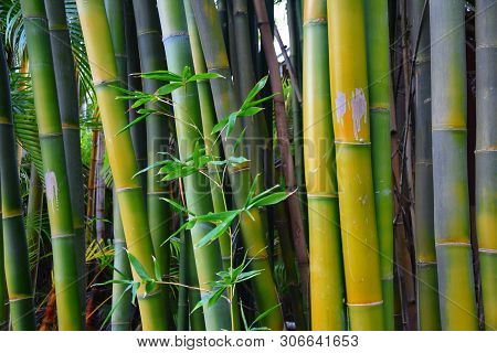 The Texture Of Green Bamboo, A Hedge Of Bamboo And Flowers. Bamboo Branch In Bamboo Forest , Beautif