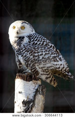 Portrait Of An Snow Owl Sitting On The Wood Trank Stunk