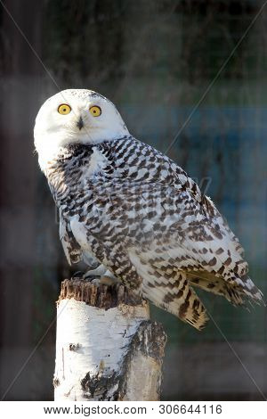 Portrait Of An Snow Owl Sitting On The Wood Trank Stunk