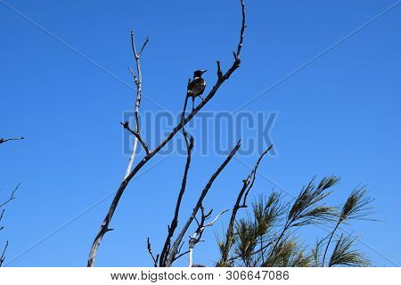 Australian Magpie (gymnorhina Tibicen) In Noosa National Park, Sunshine Coast, Queensland, Australia