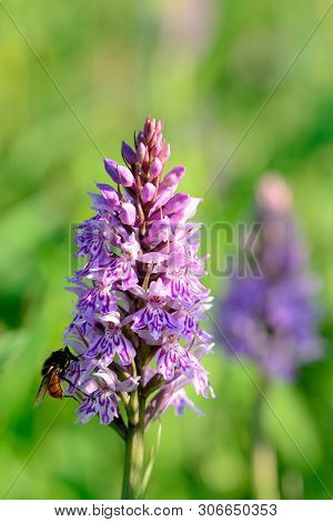 Close Up Of A Common Spotted Orchid Flower (dactylorhiza) With A Bee On It