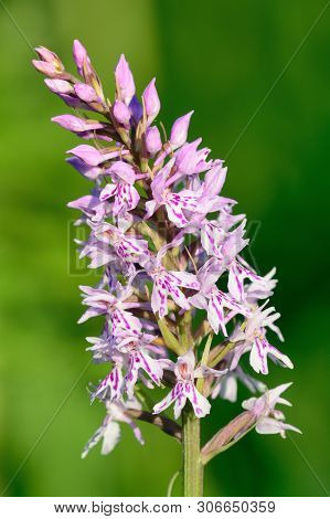 Close Up Of A Single Common Spotted Orchid (dactylorhiza) In Bloom