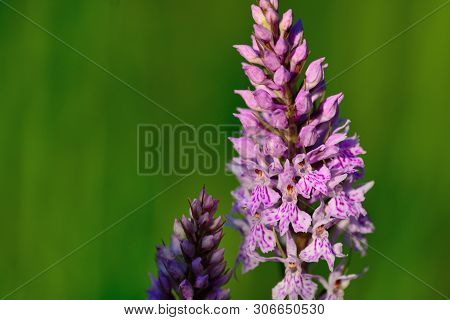 Two Common Spotted Orchids In Bloom (dactylorhiza)
