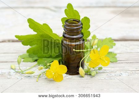 Chelidonium Celandine. Herb Celandine With Flowers And Tincture Of Celandine In A Dark Bottle