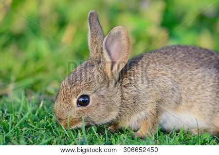 Close Up Of A Baby Rabbit Grazing In A Grassy Field