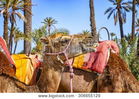 The Head Of Camel In A Palmeraie Near Marrakesh, Morocco. The Sahara Desert Is Situated In Africa. D
