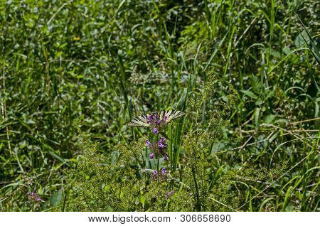 Tiger Swallowtail Butterfly,  Mahaon Or  Papilio On A Fresh  Wildflower, Vitosha Mountain, Bulgaria