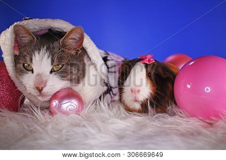Christmas Animals Winter Pets Animal Friends Cat Pet Cute Blue Background