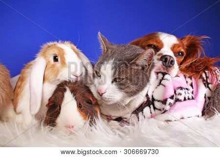 Christmas Animals Winter Pets Animal Friends Cat Pet Cute Blue Background