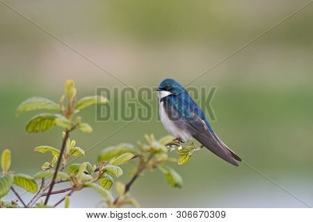 A Tree Swallow Perched On A Tree Branch