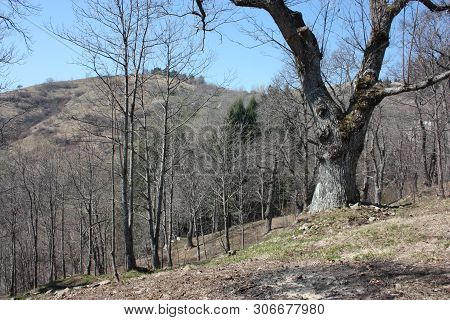 Spring Panorama Of Careggine, Dry Soil And Bare Trees. The Land Is Dry And The Bush Displaced Also I
