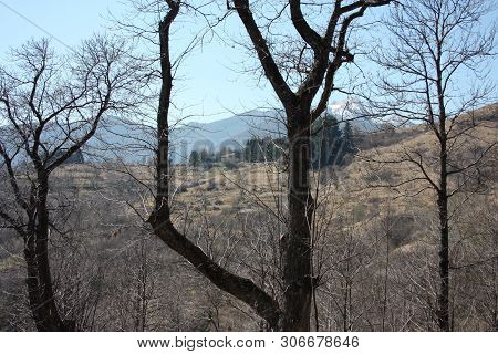 Spring Panorama Of Careggine, Dry Soil And Bare Trees. The Land Is Dry And The Bush Displaced Also I