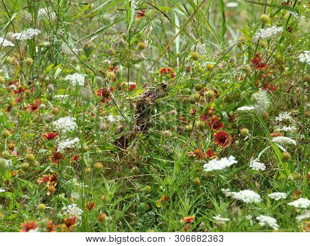 High Meadow Treasure Hunt Reveals Multi-use In Graphic Arts.here, Native Wildflowers Planned To Rest