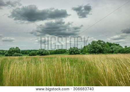 Yellow Grass On A Wild Meadow, Forest And Gray Clouds On The Sky. Wolka Czulczycka, Poland