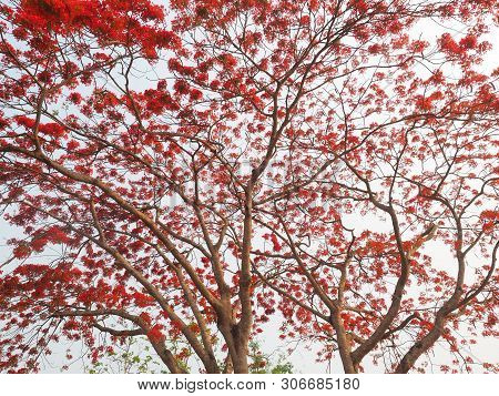 Tabebuia Rosea Flowers Blooming In Park In The Morning.