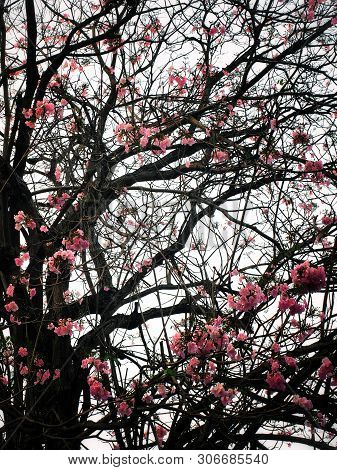 Tabebuia Rosea Flowers Blooming In Park In The Morning.