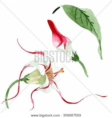 Red White Strophantus Floral Flowers. Watercolor Background Set. Isolated Strophantus Illustration E