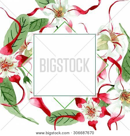 Red White Strophantus Botanical Flowers. Wild Spring Leaf Wildflower. Watercolour Drawing Fashion Aq