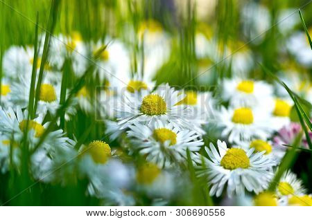 Chamomile Flower On Green Field. Chamomile Daisy White Green Meadow Background