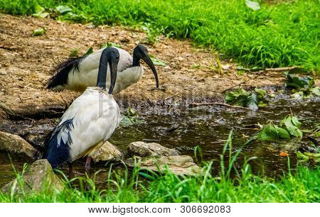 Two African Sacred Ibises Together At The Water Side, Tropical Wading Bird Specie From Africa