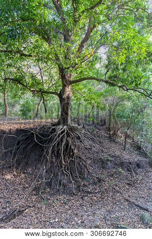 Still A Green Tree, But Already Devoid Of Soil Under The Roots Due To Soil Erosion Caused By Human A
