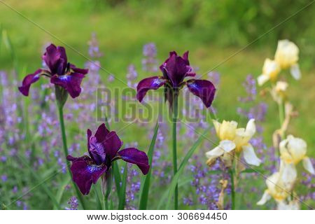 Purple And Cream Irises. Spring Or Summer Flowers Closeup