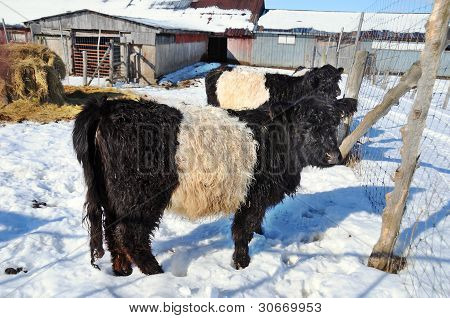 Oreo kráva