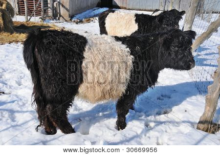 Oreo kráva