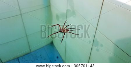 Argiope Spider In In The Bathroom,some Vegetation And Wall And Door At The Background For A Concept