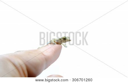 House Lizard (hemidactylus Platyurus) Is On The Finger On White Background,pet House