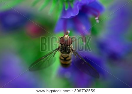 Hoverflies Sits On A Flower, Syrphidae, Arthropoda, Insecta, Diptera