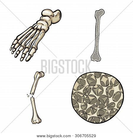 Isolated Object Of Bone And Skeleton Sign. Set Of Bone And Human Stock Vector Illustration.