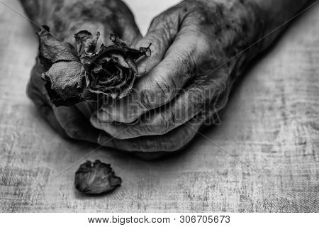 Old Woman Hands Holding Dry Rose Flowers