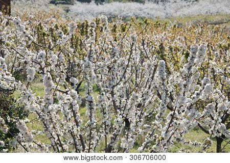 Detail Of White Cherry Blossoms In Valdastilla, Valle Del Jerte, Caceres, Spain.