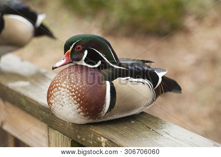 Wood Duck (aix Sponsa) Sits On A Wooden Railing At The Sylvan Heights Bird Center In Scotland Neck, 