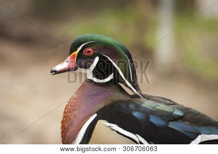 Wood Duck (aix Sponsa) Sits On A Wooden Railing At The Sylvan Heights Bird Center In Scotland Neck, 