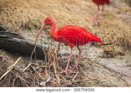 Scarlet Ibis (eudocimus Ruber) Forages For Food At Sylvan Heights Bird Sanctuary In North Carolina