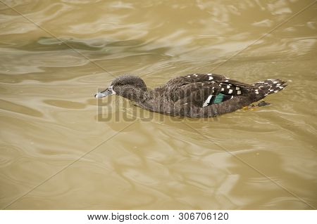 Green Winged Teal (anas Creca) Male Swims In The Water At The Sylvan Heights Bird Sanctuary, Nc