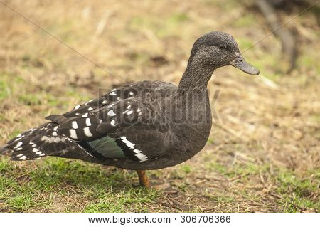 Green Winged Teal (anas Creca) Male Walks On Land Foraging For Food At The Sylvan Heights Bird Sanct