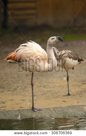 Chilean Flamingo (phoenicopterus Chilensis) Stands Near  Shallow Water In Sylvan Bird Park, Scotland