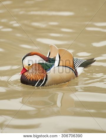 Mandarin Duck - (aix Gulericulata) Male Swims In Water Ruffling His Wings At The Sylvan Heights Bird