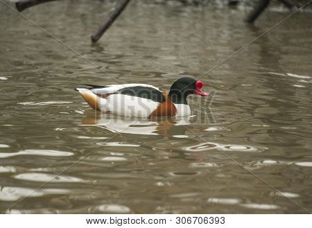 Common Merganser Or Mergus Merganser Is An Adult Male Breeding Duck Which Inhabits Sheltered Ponds I