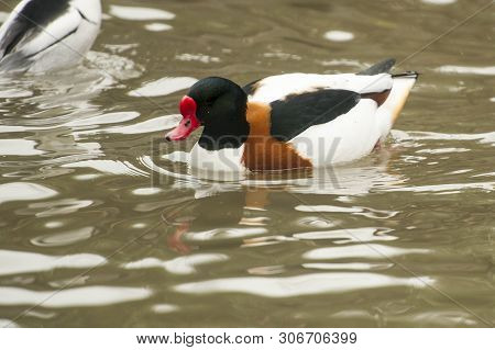 Common Merganser Or Mergus Merganser Is An Adult Male Breeding Duck Which Inhabits Sheltered Ponds I