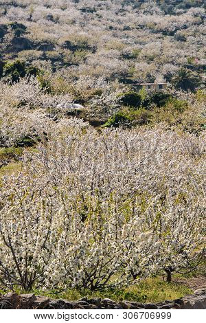 White Hillsides Motivated By The Color Of Cherry Blossoms In Valdastilla, Valle Del Jerte, Caceres, 