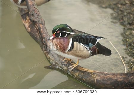 Wood Duck (aix Sponsa) Perches On Wooden Branch Over Water At The Sylvan Heights Bird Center In Scot